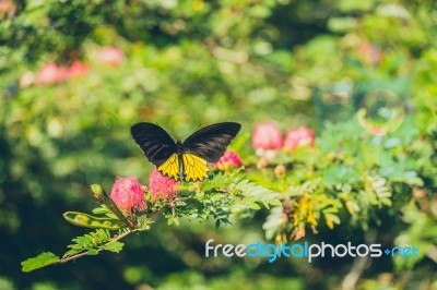 Monarch Butterfly Stock Photo