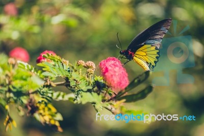 Monarch Butterfly Stock Photo