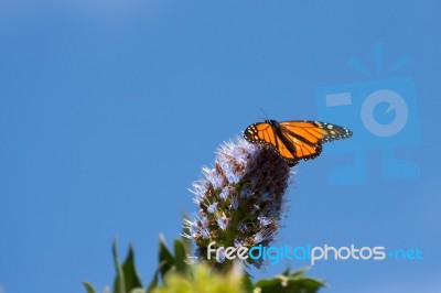 Monarch Butterfly (danaus Plexippus) Stock Photo