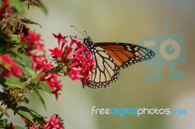 Monarch Butterfly On Red Flowers Stock Photo