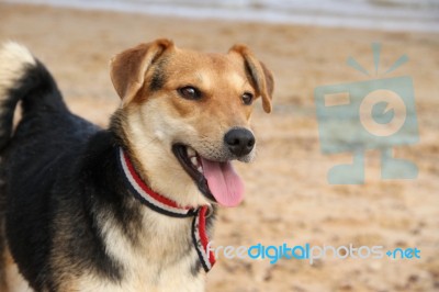Mongrel Dog On The Beach Stock Photo
