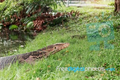 Monitor Lizard In The Park Stock Photo