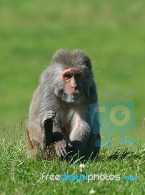 Monkey Stock Photo