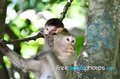 Monkey Stock Photo