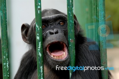 Monkey Stock Photo