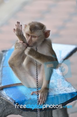 Monkey Stock Photo