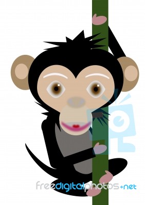 Monkey Stock Image