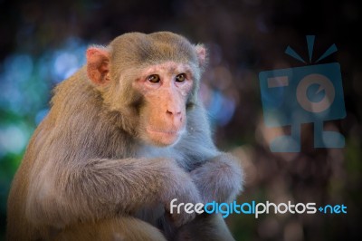 Monkey Stock Photo