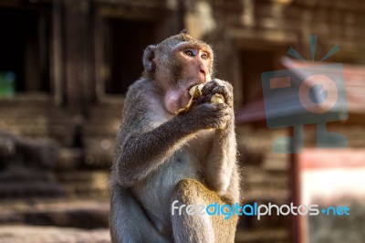 Monkey Eating Banana Stock Photo