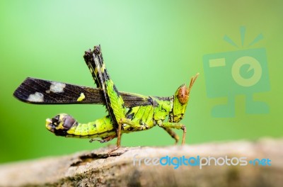Monkey Grasshopper ( Erianthus Serratus ) Stock Photo