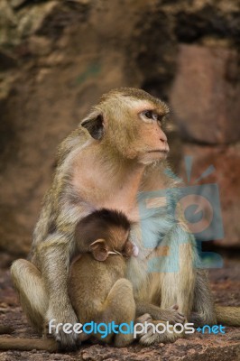 Monkey In Lopburi, Thailand Stock Photo Monkey In Lopburi, Thailand Stock Photo