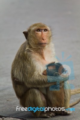 Monkey In Thailand Stock Photo