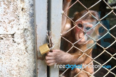 Monkey In Zoo Stock Photo