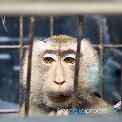 Monkey Magaque Stock Photo