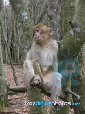 Monkey On A Tree Ii Stock Photo