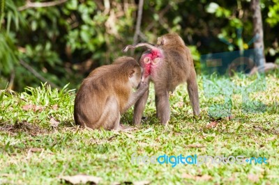 Monkey Search For Louse On Another Monkey Stock Photo