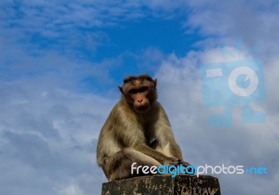 Monkey Sitting On Concrete Barrier With A Blue Sky In The Backgr… Stock Photo