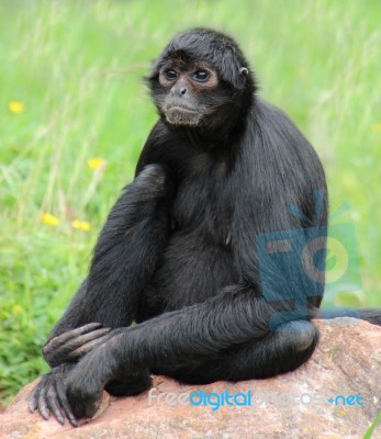 Monkey Sitting On Rock Stock Photo