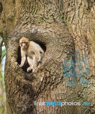 Monkey Tree Stock Photo