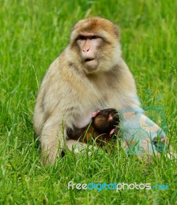 Monkey With Her Baby Stock Photo