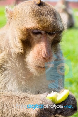 Monkey,long-tailed Macaque Stock Photo
