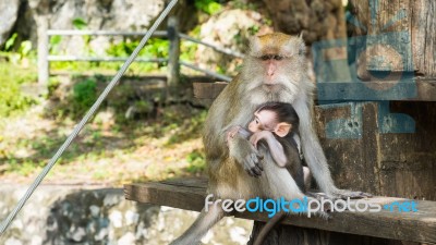 Monkeys Sitting On Staircase, Purity Of Love Stock Photo