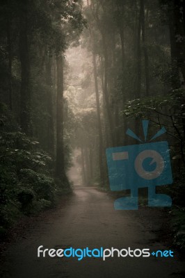 Moody Hazy Road In The Forest Stock Photo