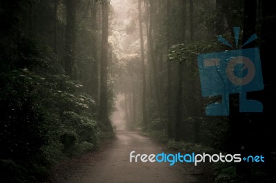 Moody Hazy Road In The Forest Stock Photo
