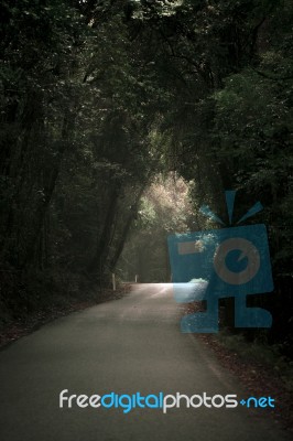 Moody Hazy Road In The Forest Stock Photo