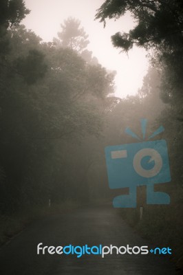 Moody Hazy Road In The Forest Stock Photo