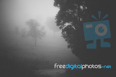 Moody Hazy Road In The Forest Stock Photo