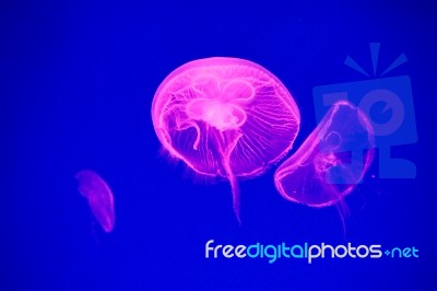 Moon Jellyfish Stock Photo