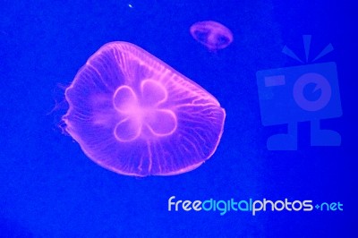 Moon Jellyfish Stock Photo