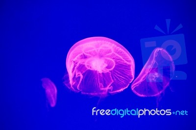 Moon Jellyfish Stock Photo