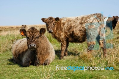 Moorland Cattle Stock Photo