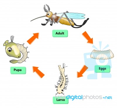 Mosquito Life Cycle Stock Image