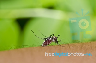 Mosquito Sucking Blood On Hand Stock Photo