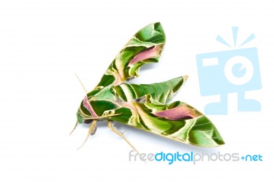 Moth Guard Month Wraps And Oleander Hawk Moth Stock Photo