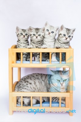 Mother Cat With Four Youngs In Bed Stock Photo