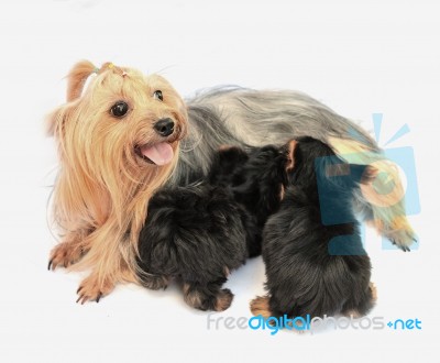 Mother Dog With Puppies Stock Photo