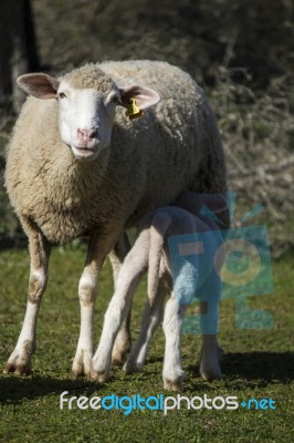 Mother Sheep Feeding Her Baby Stock Photo