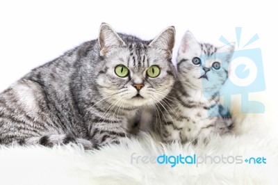 Mother Silver Tabby Cat With Young Kitten Stock Photo