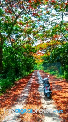 Motorcycle In Forest Stock Photo