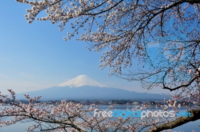 Mt Fuji And Cherry Blossom Stock Photo
