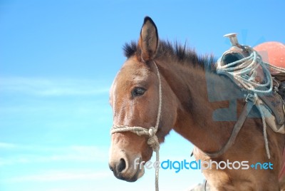 Mule Stock Photo