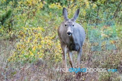 Mule Deer (odocoileus Hemionus) Stock Photo Mule Deer (odocoileus Hemionus) Stock Photo