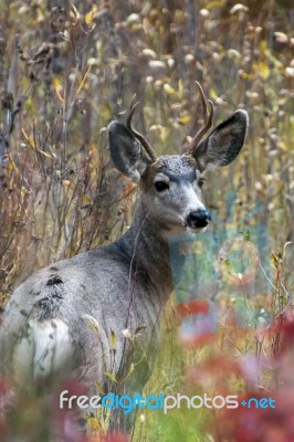 Mule Deer (odocoileus Hemionus) Stock Photo