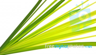 Multi-shade Green Leaf Stock Photo