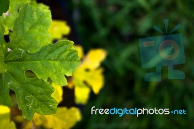 Multicolored Leaves With Grass In The Background Stock Photo