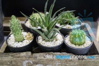 Multiple Green Cactus Pots Display On Shelve Stock Photo